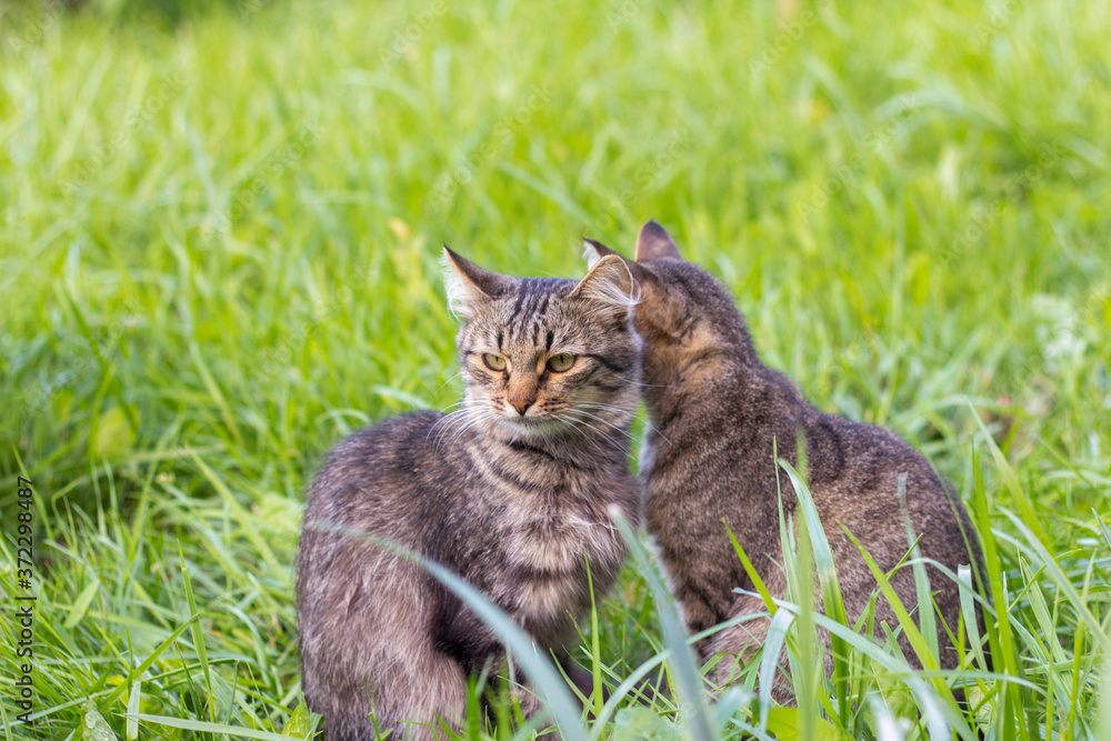 Two gray cats sit in the grass and look in different directions Two gray cats sit in the grass and look in different directions