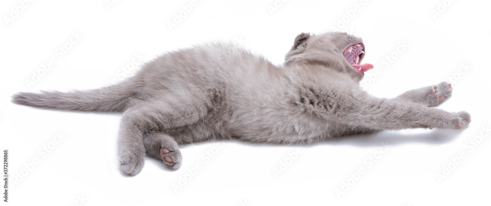 Young kitten of scottish fold stretches and yawns isolated on white