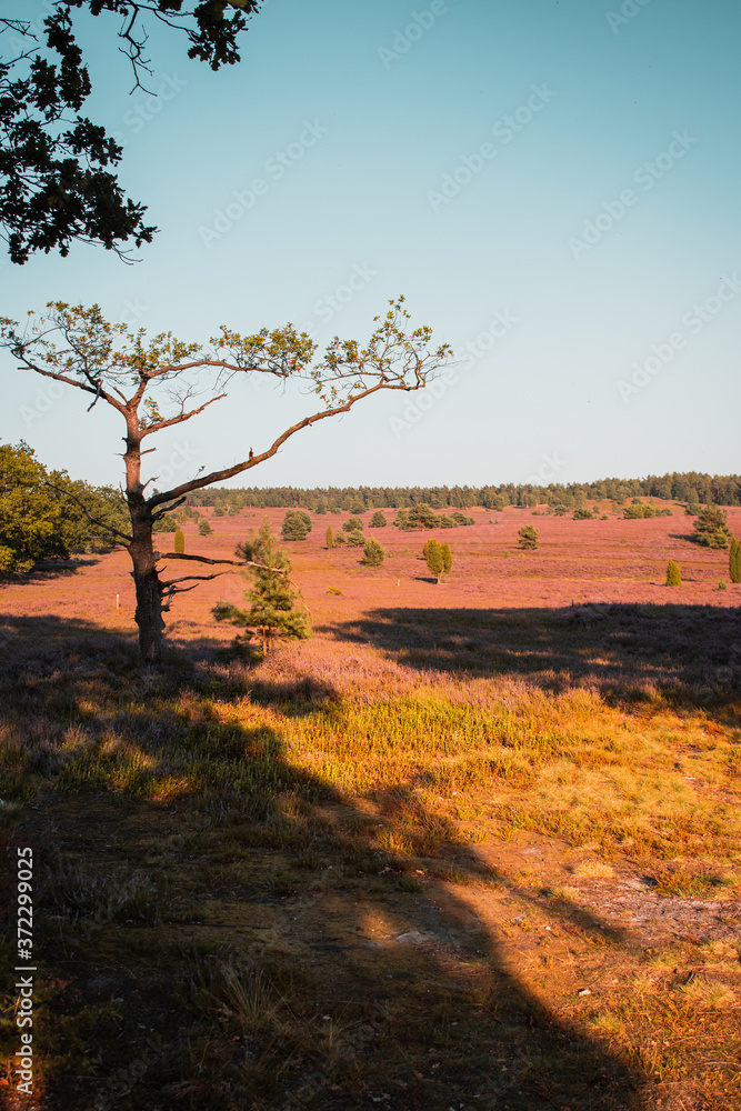 Beautiful summer blooming heath landscape on a colorful sunset evening with calm light and panorama views. Idyllic nature scene. Lüneburger Heide, Lüneburg Heath in Lower Saxony, Germany Beautiful summer blooming heath landscape on a colorful sunset evening with calm light and panorama views. Idyllic nature scene. Lüneburger Heide, Lüneburg Heath in Lower Saxony, Germany