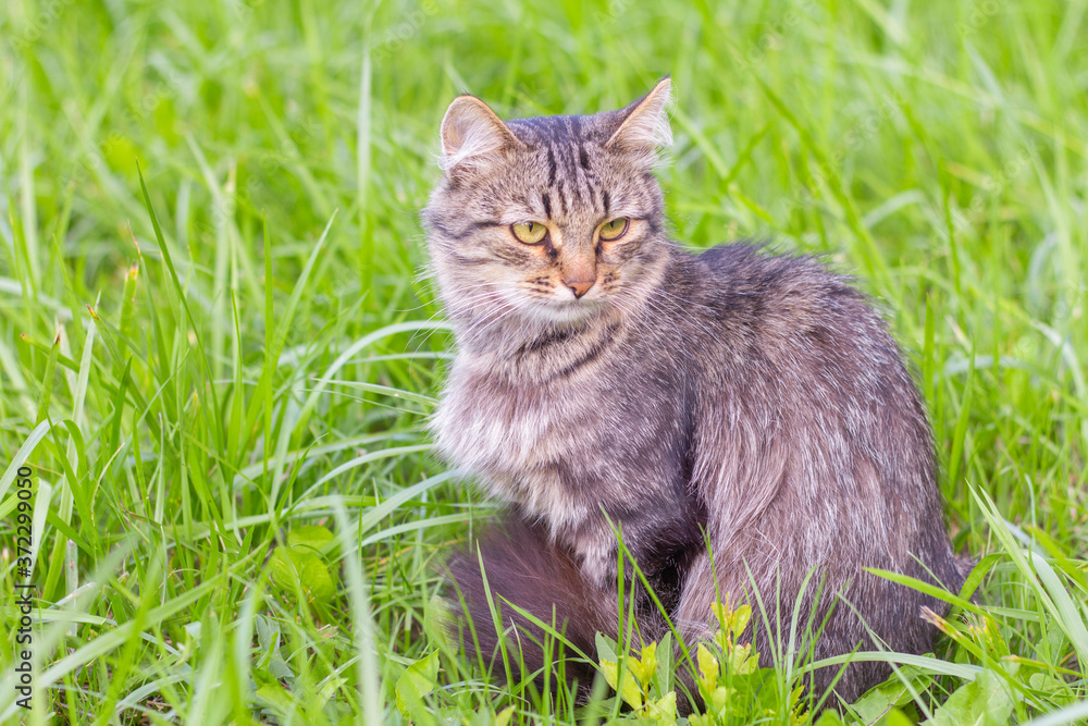 A beautiful fluffy grey cat sits in the grass and looks away