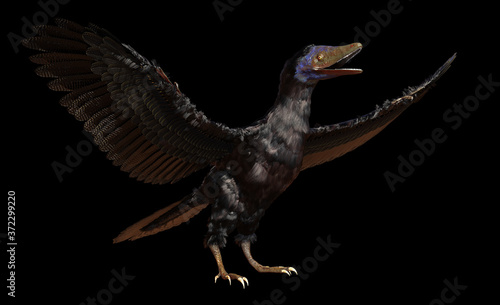 Archaeopteryx  bird-like dinosaur from the Late Jurassic period around 150 million years ago isolated on black background