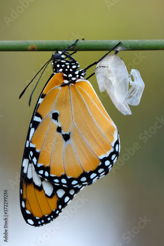 Amazing moment , Monarch Butterfly, pupae . Concept transformation of  Butterfly