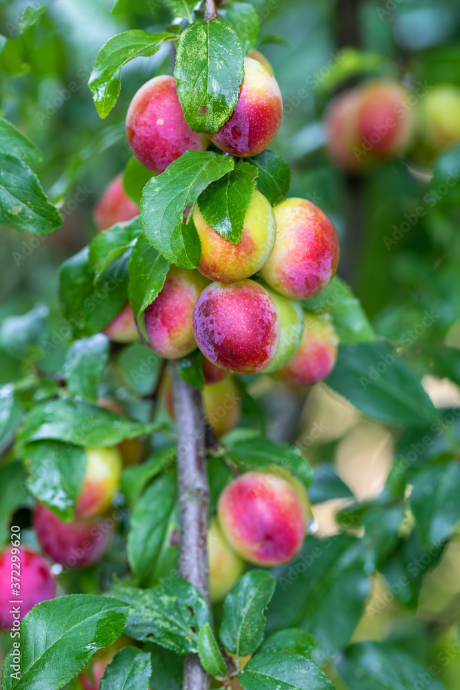 Raw red plum mirabelle fruit growing on tree. Prunus domestica, Czech Republic Raw red plum mirabelle fruit growing on tree. Prunus domestica, Czech Republic