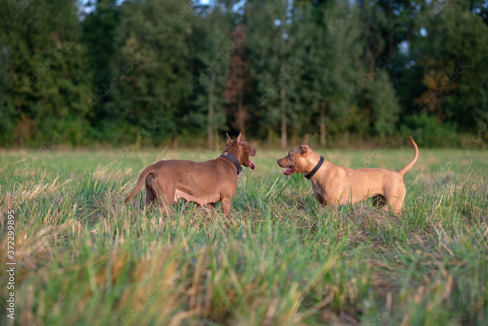Two american pit bull terriers are playing on a field near the forest.