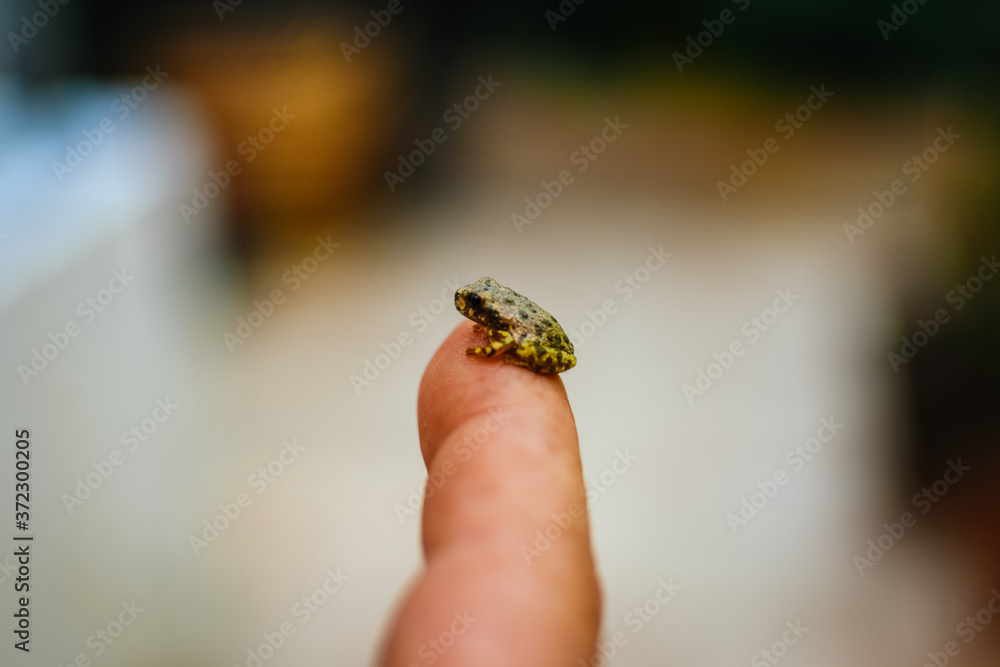 Little frog posing on a finger Little frog posing on a finger