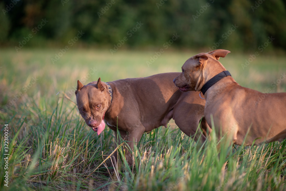 Two american pit bull terriers are playing on a field near the forest. Two american pit bull terriers are playing on a field near the forest.