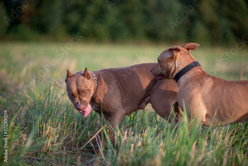 Two american pit bull terriers are playing on a field near the forest.