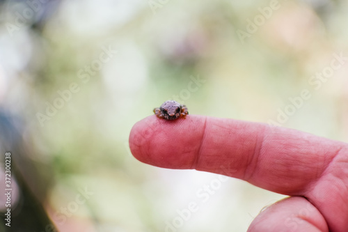 Little frog posing on a finger