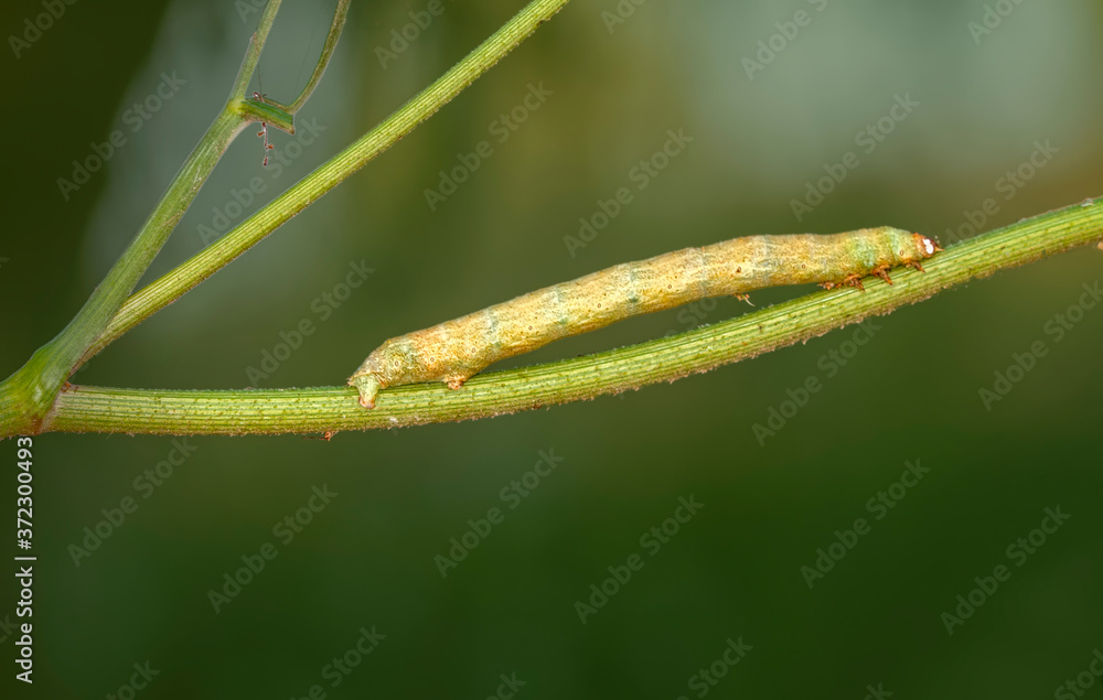 Close up beautiful Сaterpillar of swallowtail Close up beautiful Сaterpillar of swallowtail