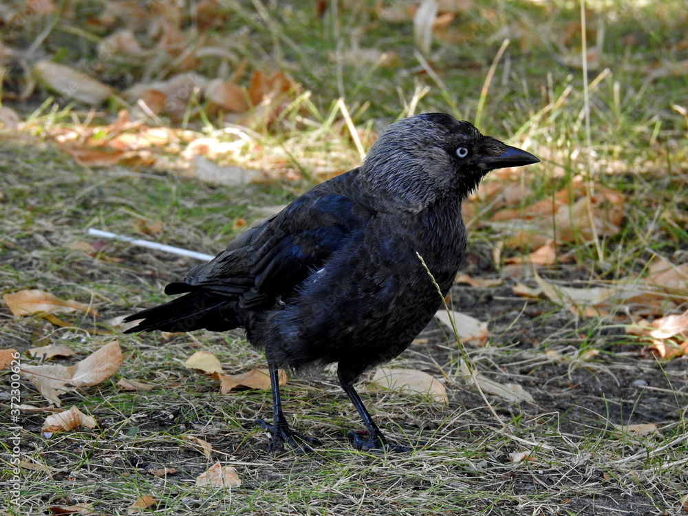animal bird called jackdaw the most common and most often seen in the city of Białystok in Podlasie, Poland animal bird called jackdaw the most common and most often seen in the city of Białystok in Podlasie, Poland