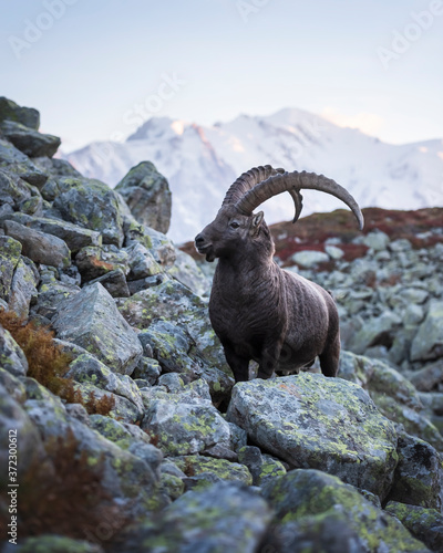 Alpine Carpa Ibex (wild goat) in the France Alps. Monte Bianco range with Mont Blanc mountain on background. Vallon de Berard Nature Preserve, Chamonix, Graian Alps. Landscape photography photo