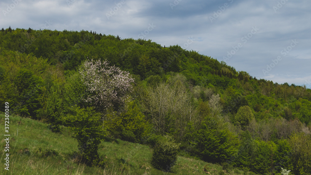 Wiosenne drzewa w Beskidzie Żywieckim 
