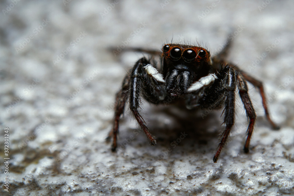 Super macro shot jumping spider a second before jumping to my camera Super macro shot jumping spider a second before jumping to my camera