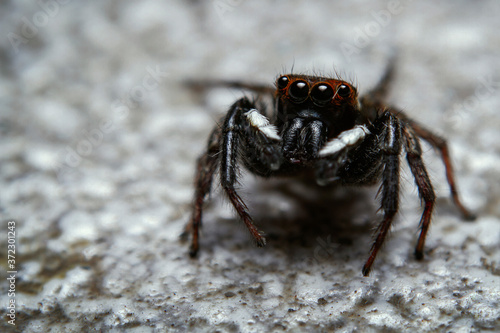 Super macro shot jumping spider a second before jumping to my camera