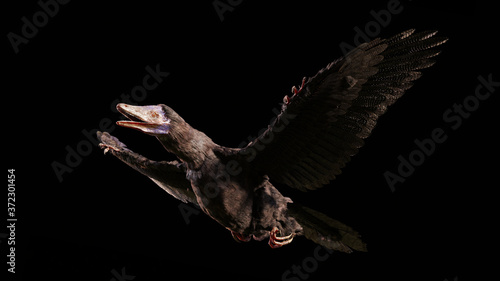 Archaeopteryx  species that is transitional between non-avian dinosaurs and modern birds from the Late Jurassic period isolated on black background