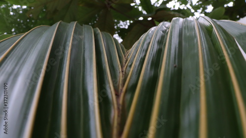palm trees in the park