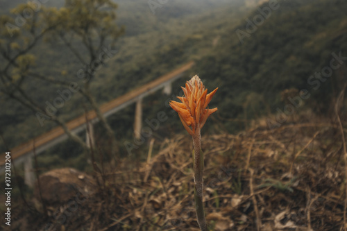 autumn leaves in the forest