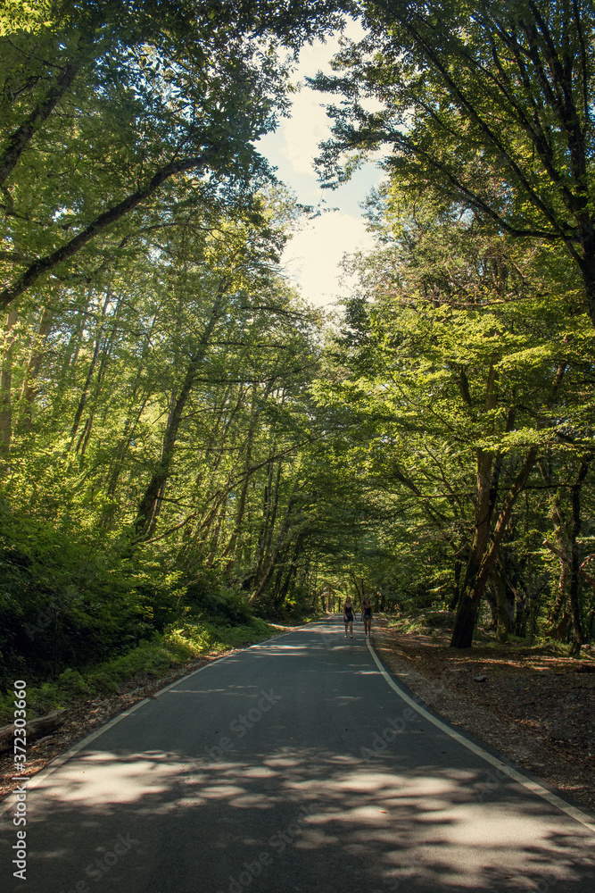 We drive along an empty paved road with white markings, passing through a mixed forest with pines and trees with green foliage on a Sunny summer day. People walk in the distance. Vertical photo.