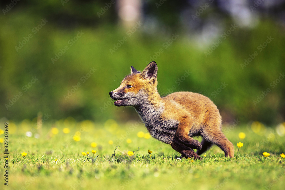 Fototapeta premium fox in the grass