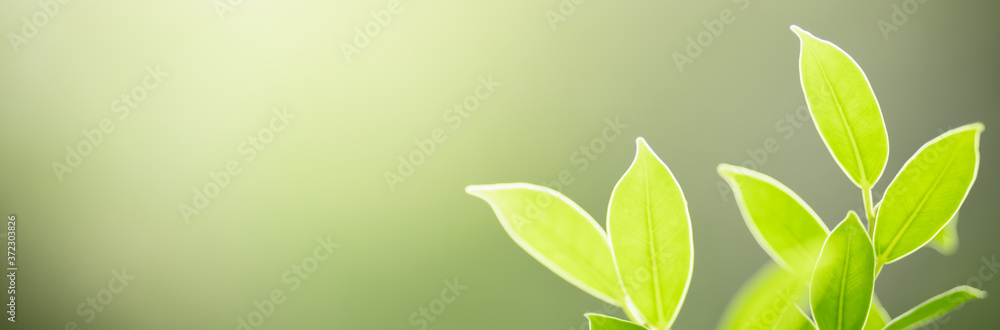 Closeup beautiful attractive nature view of green leaf on blurred greenery background in garden with copy space using as background natural green plants landscape, ecology, fresh cover page concept. Closeup beautiful attractive nature view of green leaf on blurred greenery background in garden with copy space using as background natural green plants landscape, ecology, fresh cover page concept.