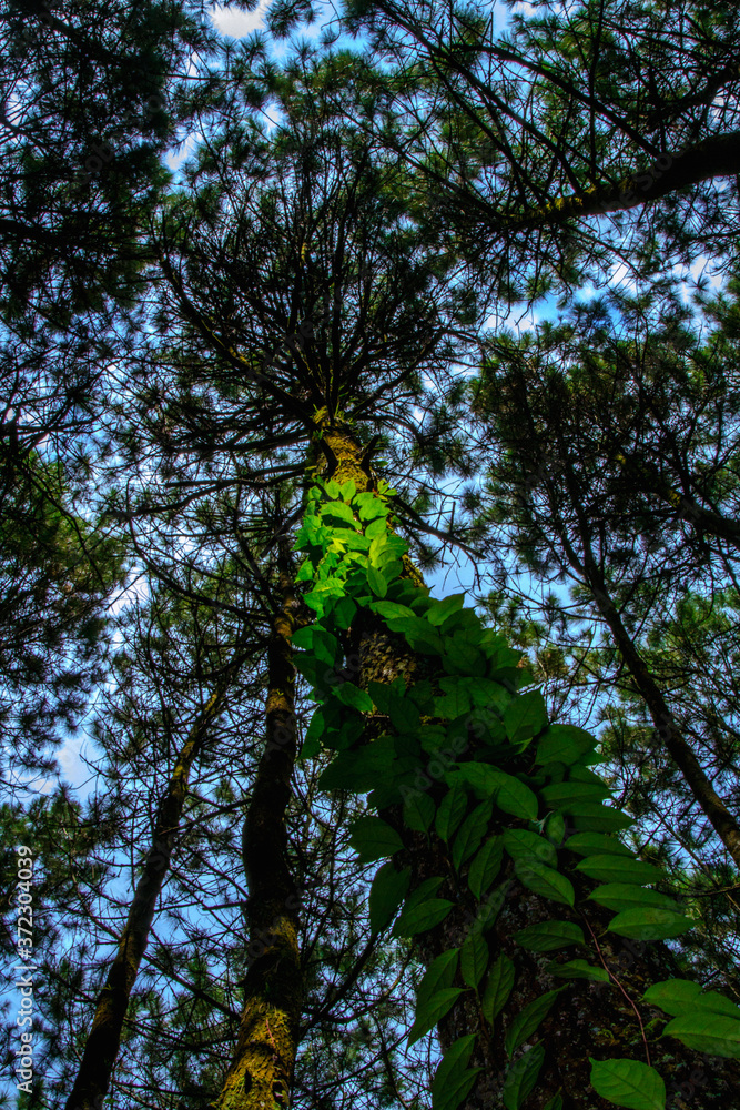 Fototapeta premium Looking upwards to the natural beauty of the pine trees