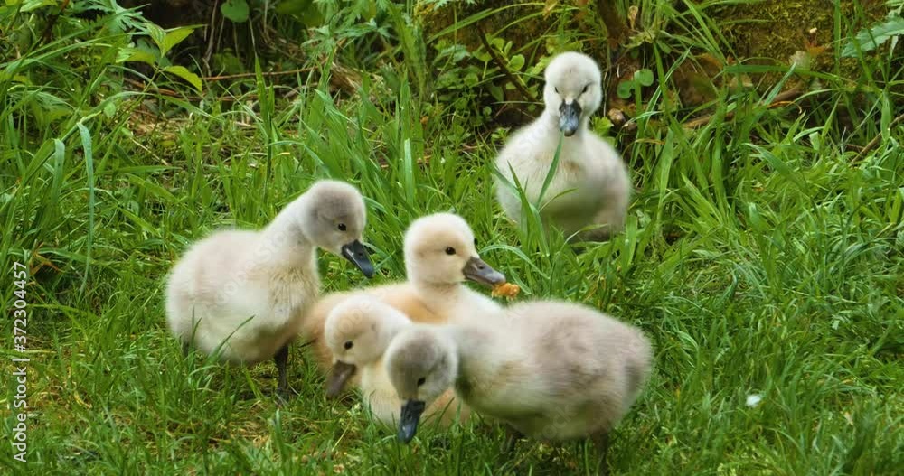 a group of cygnets, or baby swans sitting in grass a group of cygnets, or baby swans sitting in grass