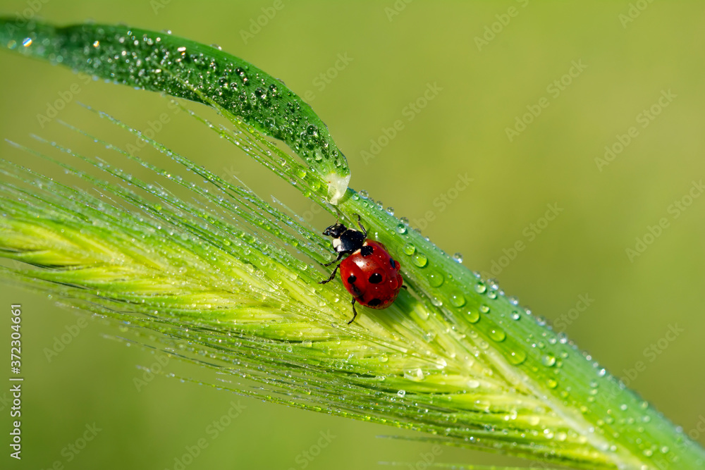 Fototapeta premium Beautiful ladybug on leaf defocused background
