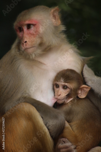 Photos Rhesus Macaque Mother & Child