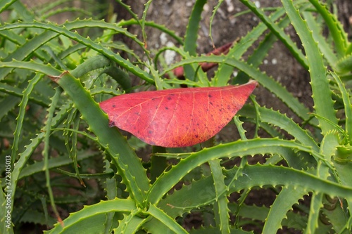 red and green leaf photo