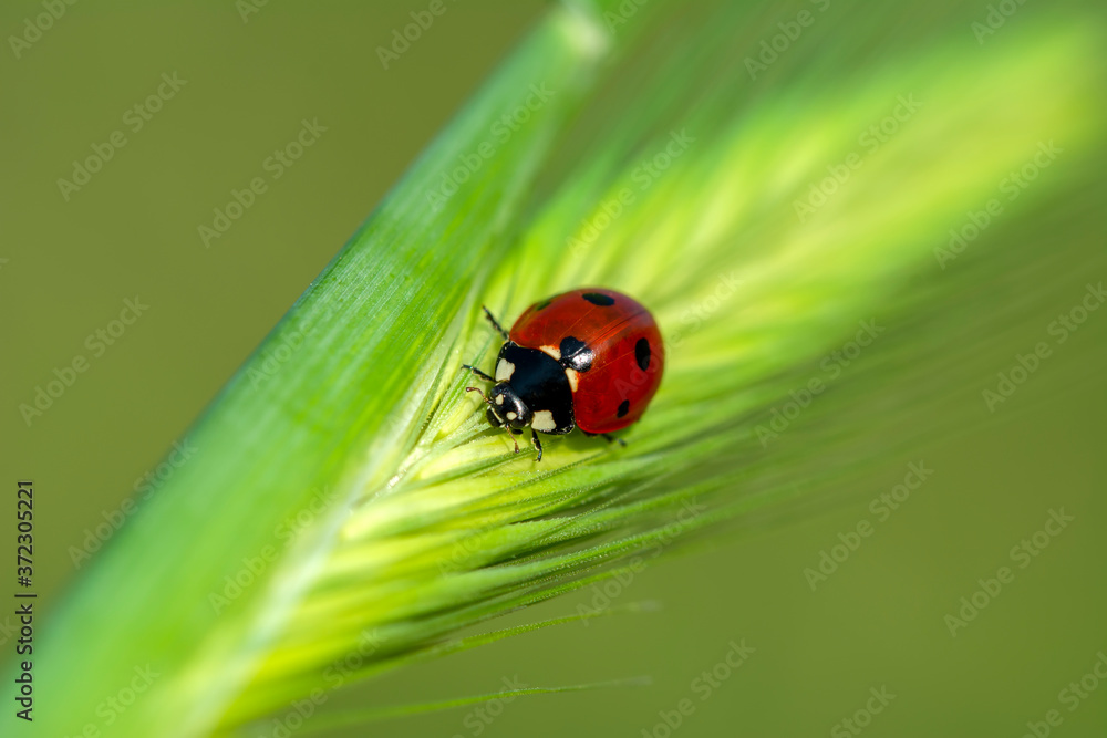 Beautiful ladybug on leaf defocused background Beautiful ladybug on leaf defocused background