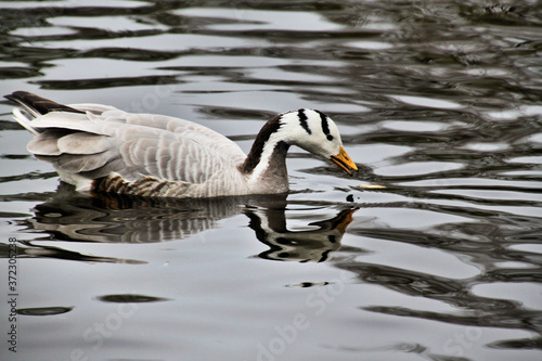 A view of a Bar Headed Goose in London