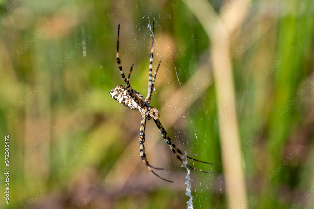 Details of a tiger spider (Argiope lobata) in its web one summer morning in Andalusia Details of a tiger spider (Argiope lobata) in its web one summer morning in Andalusia