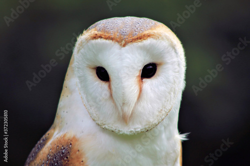 A view of a Barn Owl