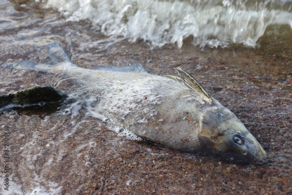 Obraz premium dead fish near fishing rods in lake water