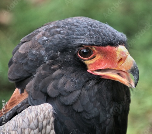 A Bateleur Eagle
