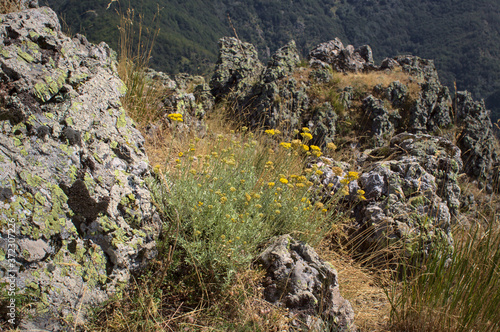 Helichrysum italicum ( curry plant ) on top of a rocky mountain photo