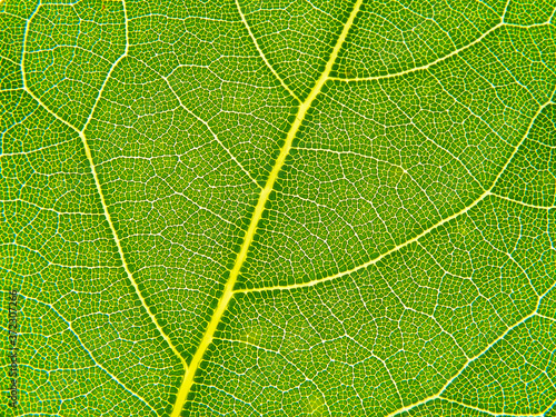 Macro shot and texture of bay leaf 