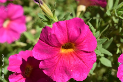 pink hibiscus flower