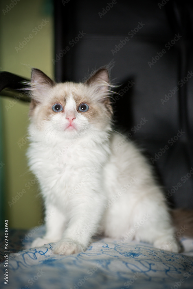 Fototapeta premium two month old Ragdoll kitten at home