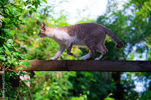 Gray and white Cat walking On A High fence photo