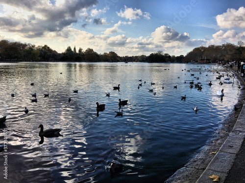 A view of Ellesmere Lake with Swans and Ducks