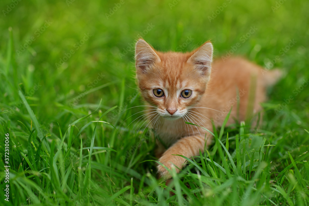 red kitten on the grass