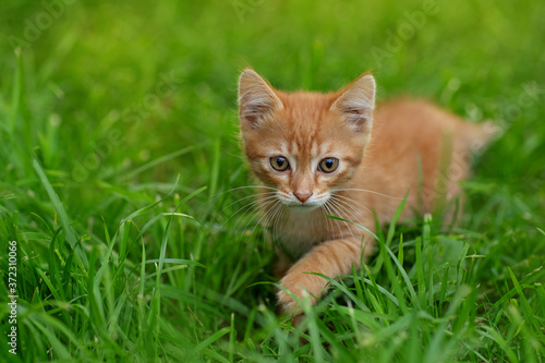 red kitten on the grass