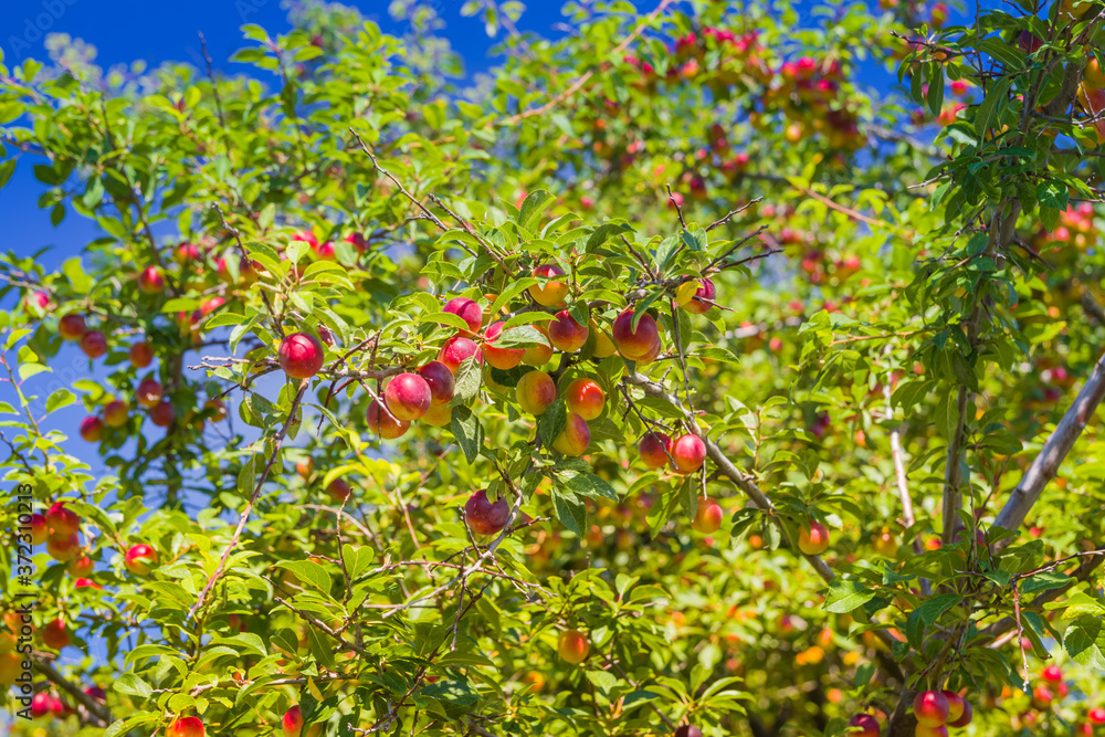 Cherry-plum tree with fruits growing in the garden. Ripening сherry-plum on a tree in the garden on the farm. Organic farming. Ripe sweet plum fruits growing on a сherry-plum tree branch in orchard