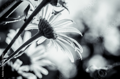 Fényképezés detail of white marguerite flower