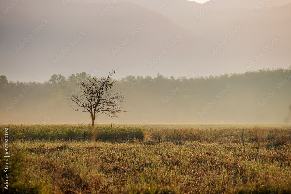 Cornfield in the morning, golden light and fog