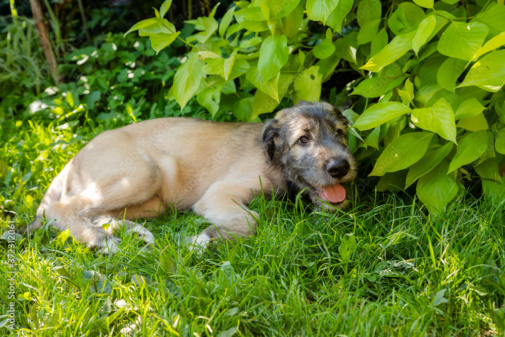 Fototapeta premium A beautiful brown irish wolfhound with nice expression in head in a garden. puppy Irish wolfhound smiling and lying on meadow, lawn in summer.Cute big pet in nature.