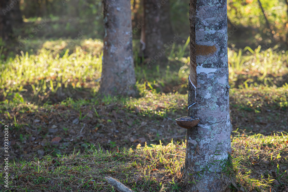 Naklejka premium Rubber trees that are being cut