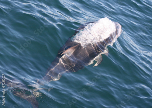 Pacific White Sided Dolphin Surfacing