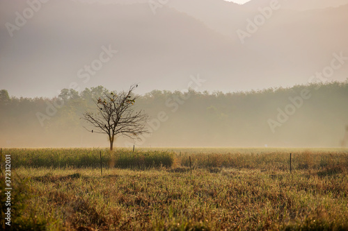 Cornfield in the morning, golden light and fog